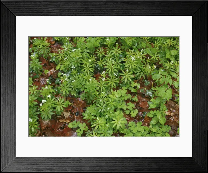 Framed Print : Beech forest ground flora - Germany, Baden-Wurttemberg, Freiburg, Konstanz, Steisslingen Framed Print : Beech forest ground flora - Germany, Baden-Wurttemberg, Freiburg, Konstanz, Steisslingen