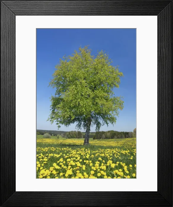 Framed Print : Birch and dandelions - Germany, Bavaria, Swabia, Unterallgau, Legau, Bergs - Allgau Framed Print : Birch and dandelions - Germany, Bavaria, Swabia, Unterallgau, Legau, Bergs - Allgau