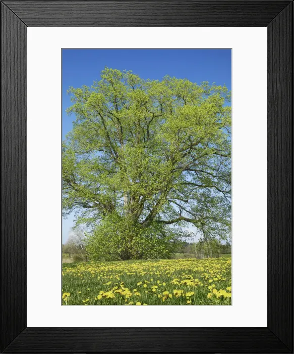 Framed Print : Lime tree and dandelions - Germany, Baden-Wurttemberg, Tubingen, Ravensburg, Kisslegg Framed Print : Lime tree and dandelions - Germany, Baden-Wurttemberg, Tubingen, Ravensburg, Kisslegg