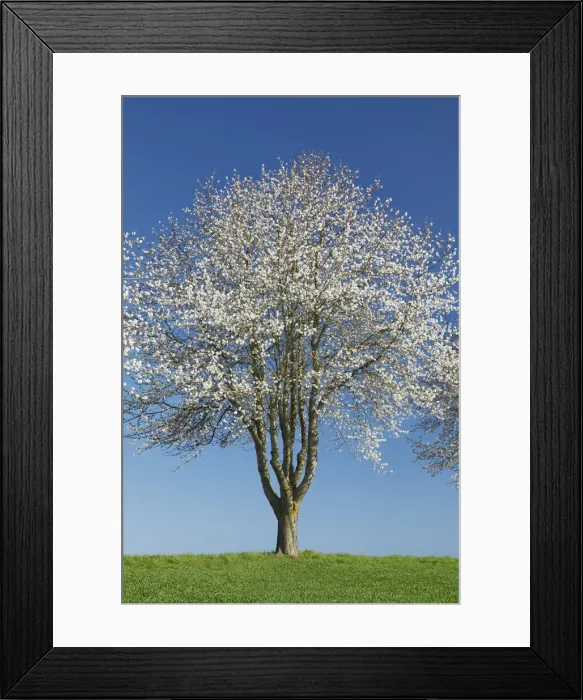 Framed Print : Cherry in bloom - Germany, Bavaria, Upper Bavaria, Dachau, Markt Indersdorf, Weichs Framed Print : Cherry in bloom - Germany, Bavaria, Upper Bavaria, Dachau, Markt Indersdorf, Weichs