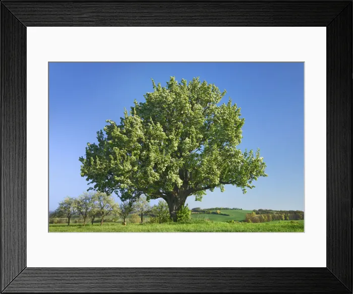 Framed Print : Pear in bloom - Germany, Bavaria, Upper Franconia, Forchheim, Seigendorf Framed Print : Pear in bloom - Germany, Bavaria, Upper Franconia, Forchheim, Seigendorf