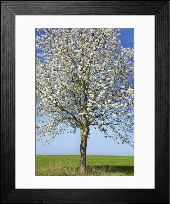 Framed Print : Cherry in bloom - Germany, Bavaria, Upper Bavaria, Dachau, Vierkirchen, Rettenbach Framed Print : Cherry in bloom - Germany, Bavaria, Upper Bavaria, Dachau, Vierkirchen, Rettenbach