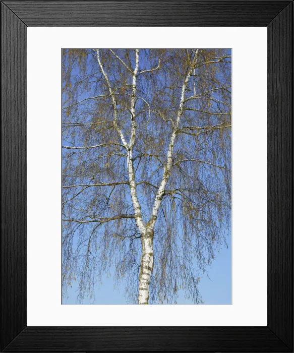 Framed Print : Silver birch in bloom - Germany, Bavaria, Upper Bavaria, Dachau, Markt Indersdorf, Weichs