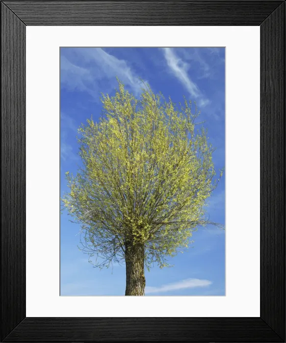Framed Print : Basket willow in bloom - Germany, Bavaria, Upper Bavaria, Dachau, Vierkirchen, Rettenbach