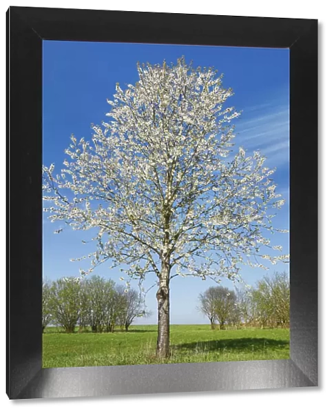 Cherry in bloom - Germany, Bavaria, Upper Bavaria, Dachau, Vierkirchen, Rettenbach