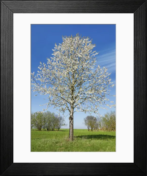 Framed Print : Cherry in bloom - Germany, Bavaria, Upper Bavaria, Dachau, Vierkirchen, Rettenbach Framed Print : Cherry in bloom - Germany, Bavaria, Upper Bavaria, Dachau, Vierkirchen, Rettenbach