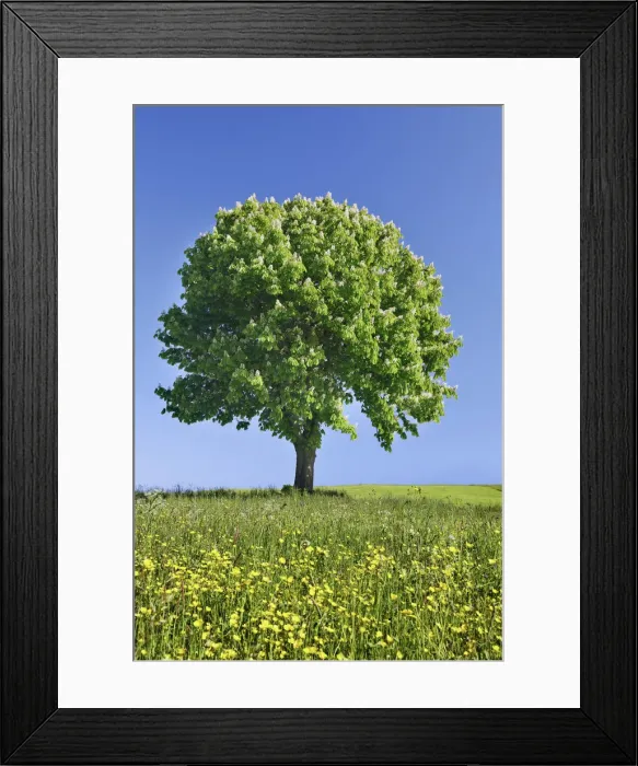 Framed Print : Horse chestnut in crowfoot meadow - Germany, Bavaria, Upper Bavaria Framed Print : Horse chestnut in crowfoot meadow - Germany, Bavaria, Upper Bavaria