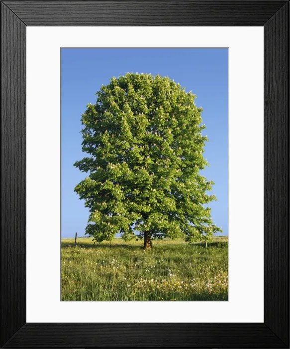 Framed Print : Horse chestnut - Germany, Bavaria, Upper Bavaria, Garmisch-Partenkirchen, Murnau Framed Print : Horse chestnut - Germany, Bavaria, Upper Bavaria, Garmisch-Partenkirchen, Murnau