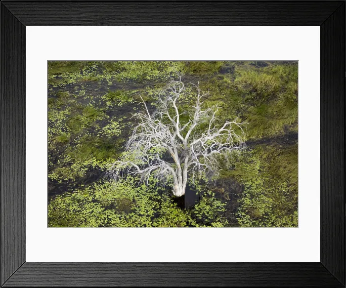 Framed Print : Dead Leadwood (Combretum imberbe), Khwai, Botswana, Africa Framed Print : Dead Leadwood (Combretum imberbe), Khwai, Botswana, Africa
