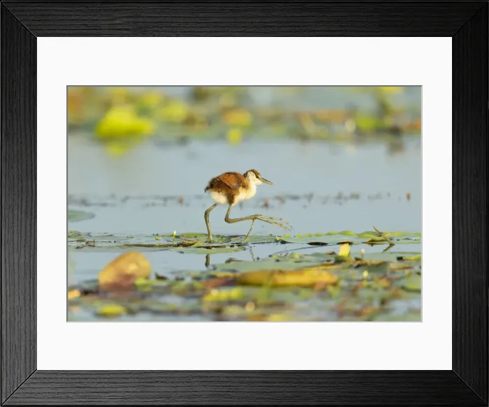 Framed Print : African Jacana (Actophilornis africanus), juvenile walking on lilypads, Chobe River