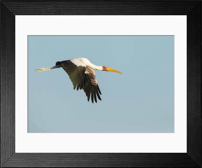 Framed Print : Yellow-billed Stork (Mycteria Ibis) in flight, Chobe River, Chobe National Park, Botswana