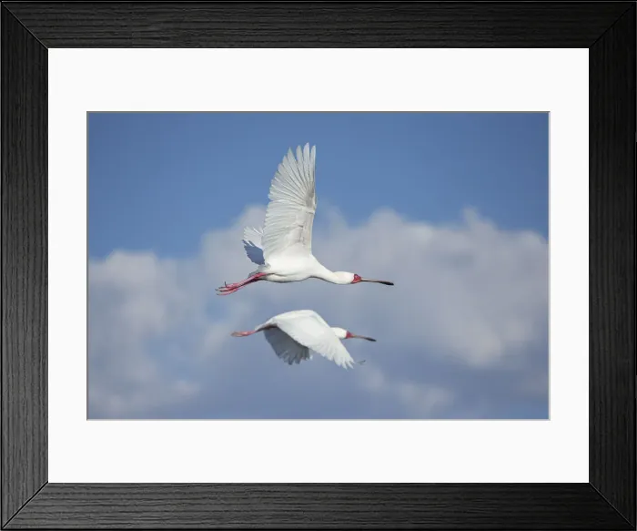 Framed Print : African Spoonbill (Platalea alba) pair in flight, Savuti, Chobe National Park, Botswana Framed Print : African Spoonbill (Platalea alba) pair in flight, Savuti, Chobe National Park, Botswana
