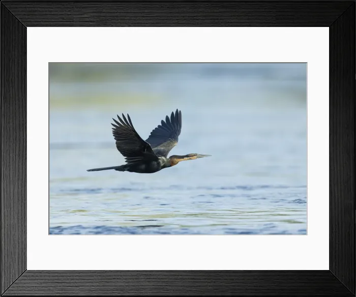 Framed Print : African Darter (Anhinga rufa) in flight, Chobe River, Chobe National Park, Botswana Framed Print : African Darter (Anhinga rufa) in flight, Chobe River, Chobe National Park, Botswana