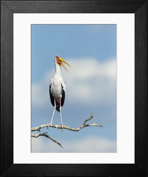 Framed Print : Yellow-billed Stork (Mycteria Ibis), Chobe River, Chobe National Park, Botswana, Africa Framed Print : Yellow-billed Stork (Mycteria Ibis), Chobe River, Chobe National Park, Botswana, Africa