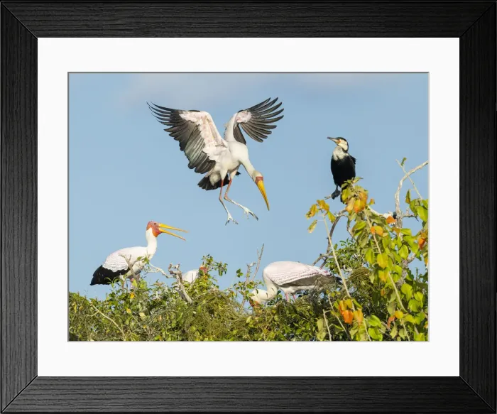 Framed Print : Yellow-billed Stork (Mycteria Ibis) landing in nesting colony, Chobe River Framed Print : Yellow-billed Stork (Mycteria Ibis) landing in nesting colony, Chobe River
