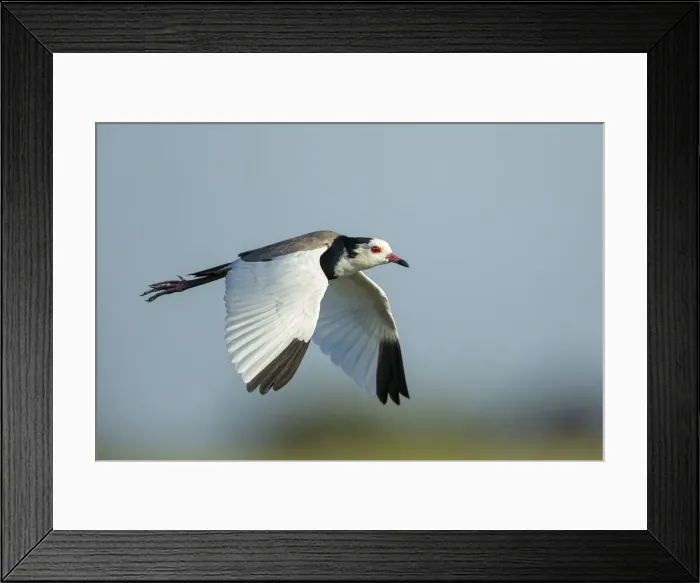 Framed Print : Long-toed lapwing (Vanellus crassirostris) in flight, Chobe National Park, Botswana Framed Print : Long-toed lapwing (Vanellus crassirostris) in flight, Chobe National Park, Botswana