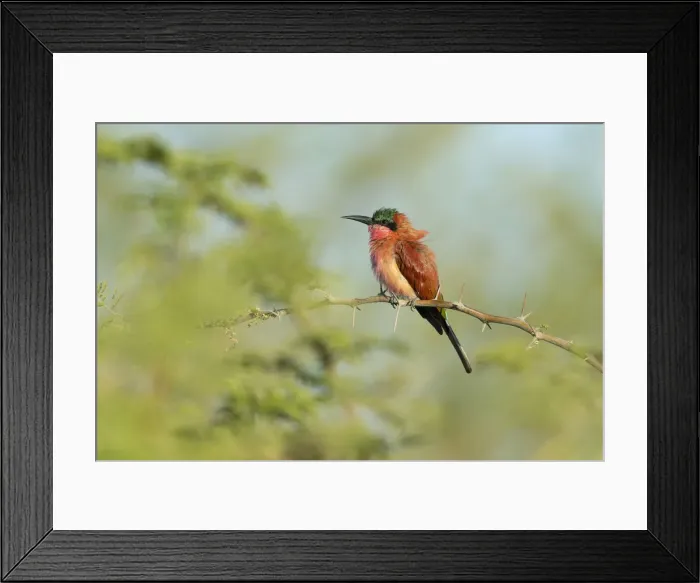 Framed Print : Southern Carmine Bee-eater (Merops nubicoides) perched, Chobe National Park, Botswana Framed Print : Southern Carmine Bee-eater (Merops nubicoides) perched, Chobe National Park, Botswana
