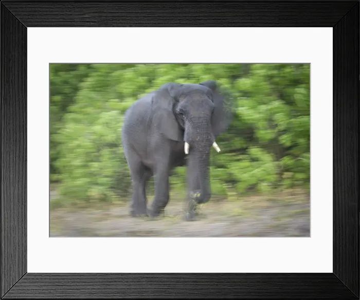 Framed Print : African Elephant (Loxodonta africana) walking through bush, Savuti, Chobe National Park Framed Print : African Elephant (Loxodonta africana) walking through bush, Savuti, Chobe National Park