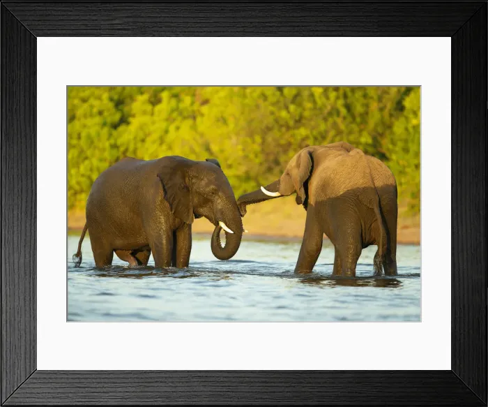 Framed Print : African Elephant (Loxodonta africana), juveniles playing in River Chobe Savuti Framed Print : African Elephant (Loxodonta africana), juveniles playing in River Chobe Savuti