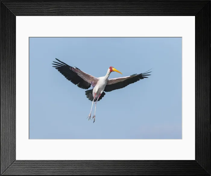 Framed Print : Yellow-billed Stork (Mycteria Ibis) in flight, Chobe River, Chobe National Park, Botswana Framed Print : Yellow-billed Stork (Mycteria Ibis) in flight, Chobe River, Chobe National Park, Botswana