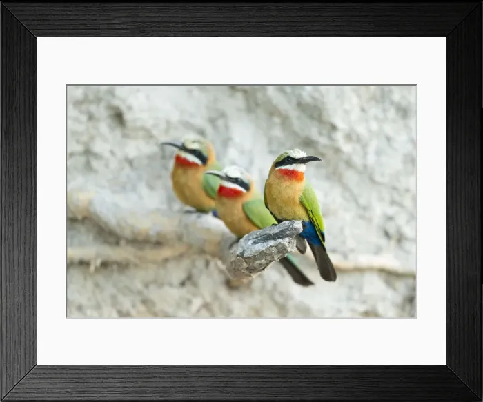 Framed Print : White-fronted Bee-eater (Merops bullcokoides), Chobe River, Chobe National Park, Botswana Framed Print : White-fronted Bee-eater (Merops bullcokoides), Chobe River, Chobe National Park, Botswana