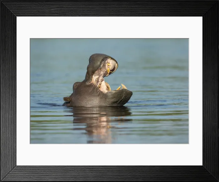 Framed Print : Hippopotamus (Hippopotamus amphibius), yawning, Chobe River, Chobe National Park Framed Print : Hippopotamus (Hippopotamus amphibius), yawning, Chobe River, Chobe National Park