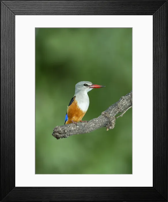 Framed Print : Grey-headed Kingfisher (Halcyon leucocephala), Chobe River, Chobe National Park, Botswana Framed Print : Grey-headed Kingfisher (Halcyon leucocephala), Chobe River, Chobe National Park, Botswana