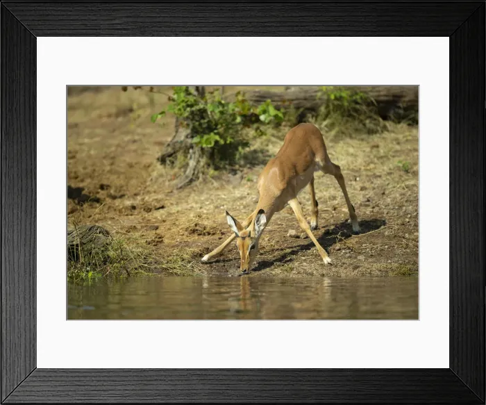 Framed Print : Juvenile Impala (Aepyceros melampus) drinking, Savuti, Chobe National Park, Botswana Framed Print : Juvenile Impala (Aepyceros melampus) drinking, Savuti, Chobe National Park, Botswana
