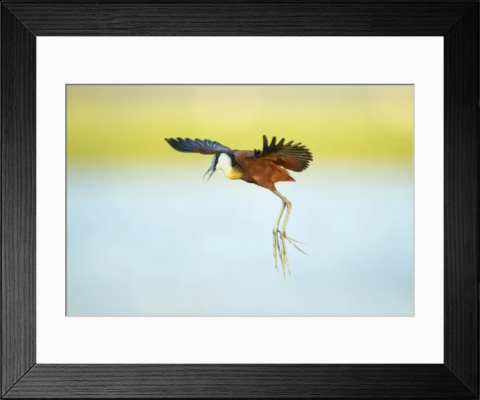 Framed Print : African Jacana (Actophilornis africanus), in flight, Chobe River, Chobe National Park Framed Print : African Jacana (Actophilornis africanus), in flight, Chobe River, Chobe National Park