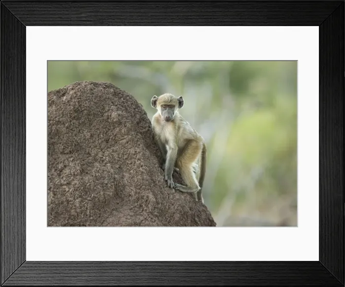 Framed Print : Juvenile Chacma baboon (Papio ursinus) sitting on termite mound, Savuti, Botswana, Africa Framed Print : Juvenile Chacma baboon (Papio ursinus) sitting on termite mound, Savuti, Botswana, Africa