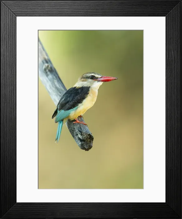 Framed Print : Brown-hooded kingfisher (Halcyon albiventris), Chobe River, Chobe National Park Framed Print : Brown-hooded kingfisher (Halcyon albiventris), Chobe River, Chobe National Park