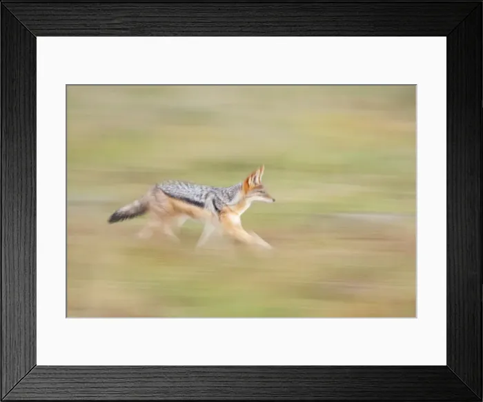 Framed Print : Black-backed Jackal [Canis mesomelas], Savuti, Chobe National Park, Botswana, Africa