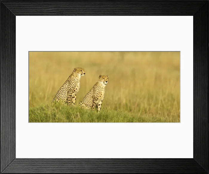 Framed Print : Two male Cheetah (Acinonyx jubatus), Savuti, Botswana, Africa Framed Print : Two male Cheetah (Acinonyx jubatus), Savuti, Botswana, Africa