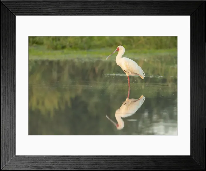 Framed Print : African Spoonbill (Platalea alba) reflected in waterhole, Savuti, Chobe National Park