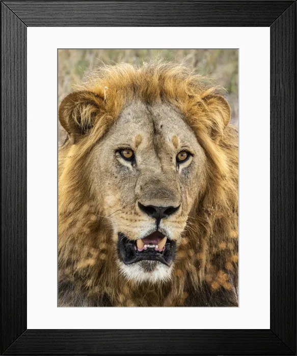 Framed Print : Lion (Panthera leo), Male, Savuti, Chobe National Park, Botswana, Africa Framed Print : Lion (Panthera leo), Male, Savuti, Chobe National Park, Botswana, Africa