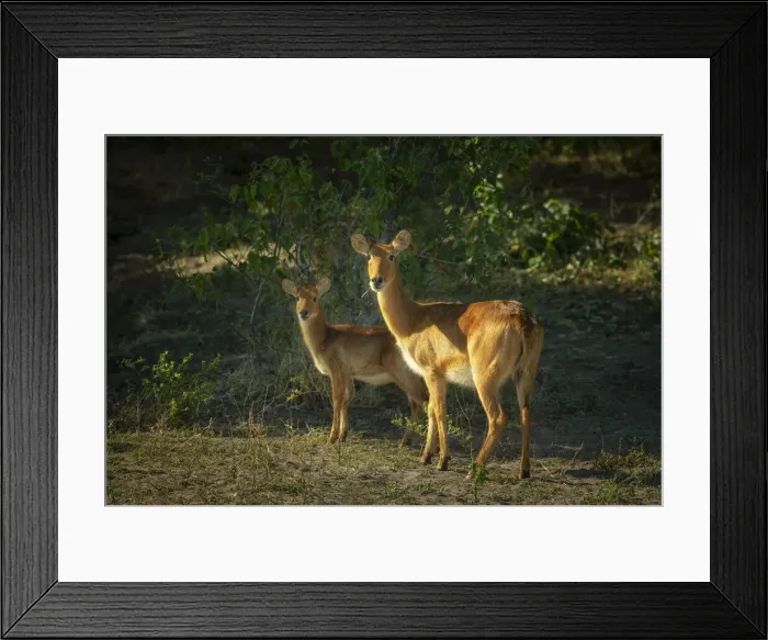 Framed Print : Red lechwe (Kobus leche), female and juvenile, Chobe National Park, Savuti, Botswana Framed Print : Red lechwe (Kobus leche), female and juvenile, Chobe National Park, Savuti, Botswana
