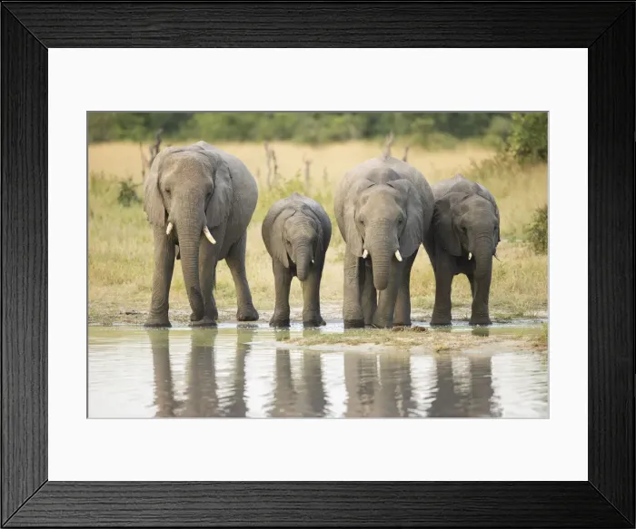 Framed Print : Group of African Elephant (Loxodonta africana) drinking from waterhole, Savuti Framed Print : Group of African Elephant (Loxodonta africana) drinking from waterhole, Savuti