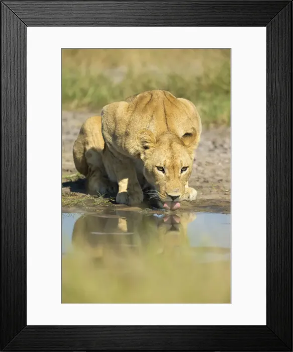 Framed Print : Lioness (Panthera leo), drinking, Savuti, Chobe National Park, Botswana, Africa Framed Print : Lioness (Panthera leo), drinking, Savuti, Chobe National Park, Botswana, Africa