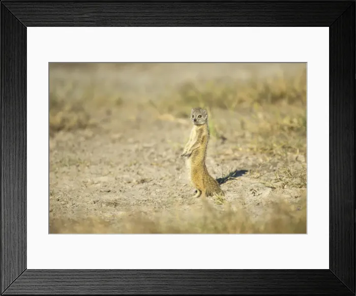 Framed Print : Yellow mongoose (Cynictis penicillata), Savuti, Chobe National Park, Botswana, Africa Framed Print : Yellow mongoose (Cynictis penicillata), Savuti, Chobe National Park, Botswana, Africa