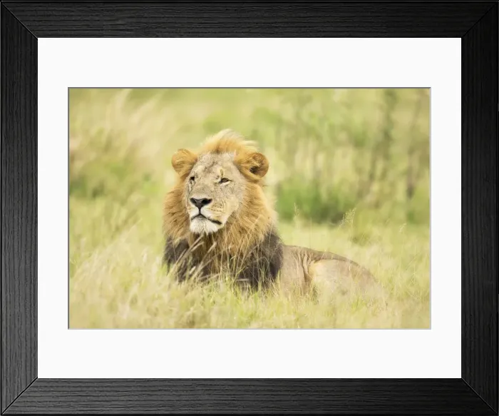 Framed Print : Lion (Panthera leo), Male, Savuti, Chobe National Park, Botswana, Africa