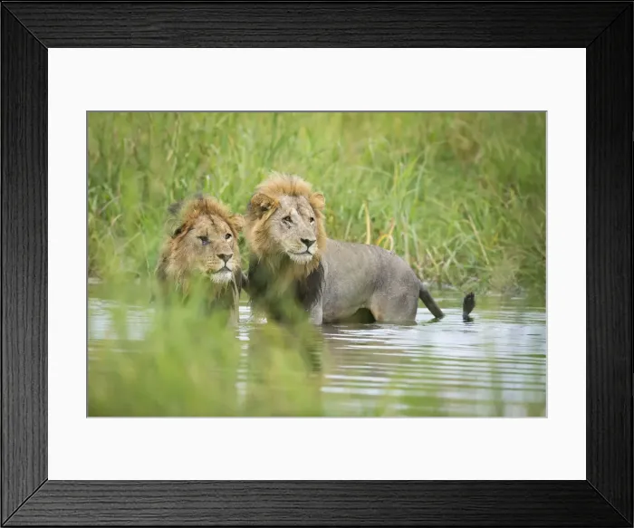 Framed Print : Two male lions (Panthera leo) crossing the Khwai River in Botswana, Africa Framed Print : Two male lions (Panthera leo) crossing the Khwai River in Botswana, Africa