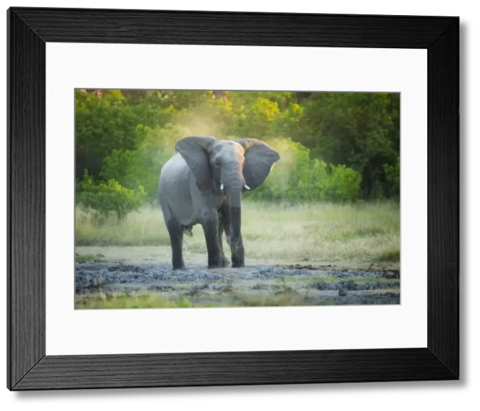Framed Print : African Elephant (Loxodonta africana), Savuti, Chobe National Park, Botswana, Africa