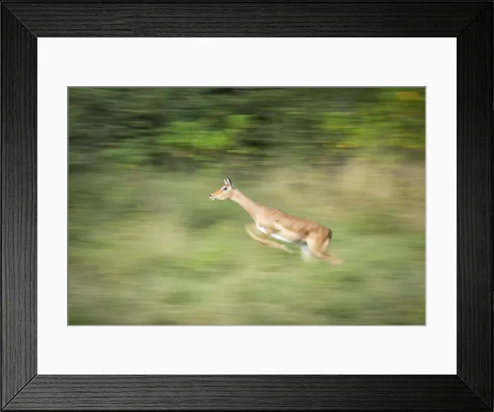 Framed Print : Impala (Aepyceros melampus) running, Khwai, Botswana, Africa Framed Print : Impala (Aepyceros melampus) running, Khwai, Botswana, Africa