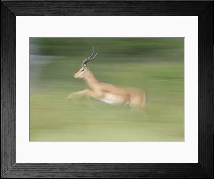 Framed Print : Impala (Aepyceros melampus) running (motion blur), Savuti, Chobe National Park, Botswana Framed Print : Impala (Aepyceros melampus) running (motion blur), Savuti, Chobe National Park, Botswana