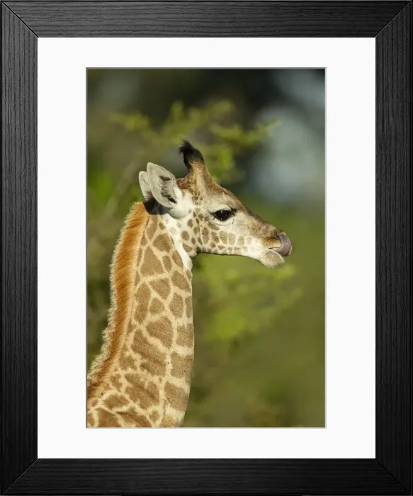 Framed Print : Juvenile Southern giraffe (Giraffa giraffa), Savuti, Chobe National Park, Botswana Framed Print : Juvenile Southern giraffe (Giraffa giraffa), Savuti, Chobe National Park, Botswana