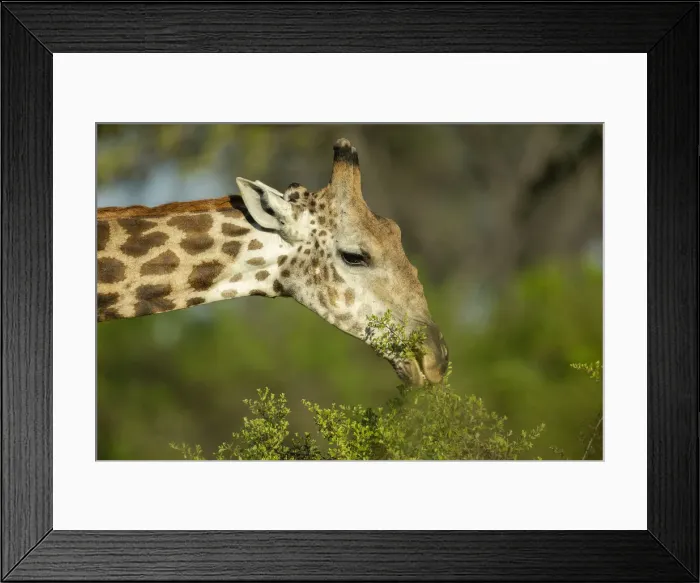 Framed Print : Southern giraffe (Giraffa giraffa) grazing, Savuti, Chobe National Park, Botswana, Africa Framed Print : Southern giraffe (Giraffa giraffa) grazing, Savuti, Chobe National Park, Botswana, Africa
