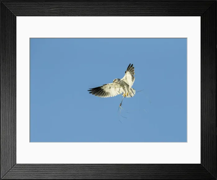 Framed Print : Black-shouldered Kite (Elanus caeruleus) carrying nesting material, Savuti, Botswana