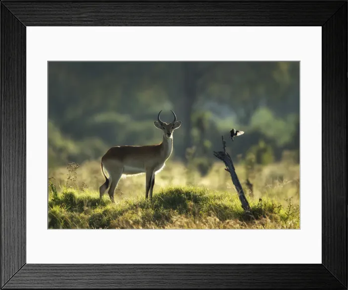 Framed Print : Lechwe (Kobus leche) with fork-tailed drongo, Khwai, Botswana, Africa Framed Print : Lechwe (Kobus leche) with fork-tailed drongo, Khwai, Botswana, Africa