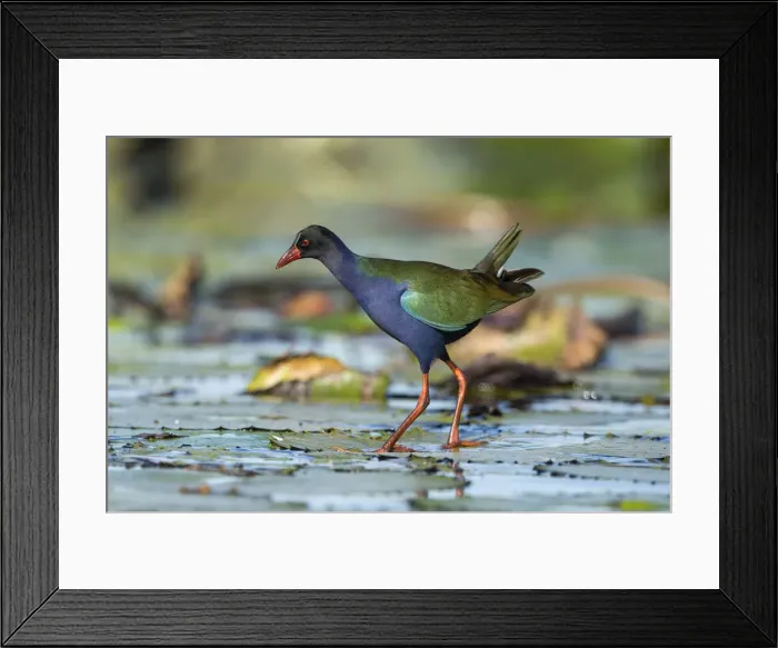 Framed Print : Allens (Lesser) Gallinule (porphyrio alleni), Chobe River, Botswana, Africa