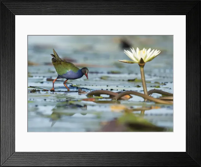 Framed Print : Allens (Lesser) Gallinule (porphyrio alleni), Chobe River, Botswana, Africa
